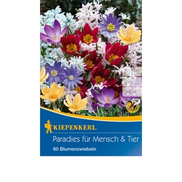 Blumenzwiebel »Paradies für Mensch & Tier«, Gr. 5+/6+, 60 Stück, mehrfarbig