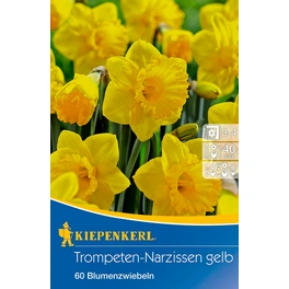 Blumenzwiebel »Trompeten-Narzissen«, Gr. 10/12, 60 Stück, gelb