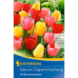 Blumenzwiebel »Darwin-Tulpenmischung«, Gr. 10/11, 60 Stück, mehrfarbig