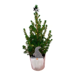 Bepflanztes Arrangement, Picea mit Lichterkette, mehrjährig