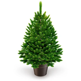 Weihnachtsbaum »Premium Tanne«, im Topf, 60 cm