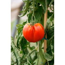 Tomatenpflanze Solanum lycopersicum »Corazon«, veredelt, im Topf Ø: 12 cm