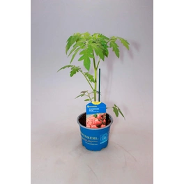 Tomatenpflanze, veredelt, im Topf Ø: 12 cm