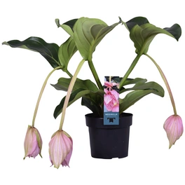 Medinilla magnifica