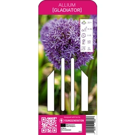 Allium, 1 Pflanze