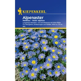 Alpenaster »Hellblau«, ca. 30 Pflanzen