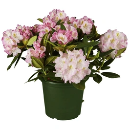 Alpenrose, Rhododendron »Brigitte«, rosa, Höhe: 30 - 40 cm