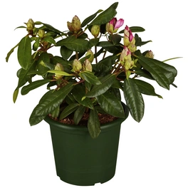 Alpenrose, Rhododendron »Diadem«, rosarot, Höhe: 30 - 40 cm