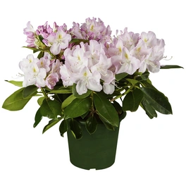 Alpenrose, Rhododendron »Gomer Waterer«, weiß, Höhe: 30 - 40 cm