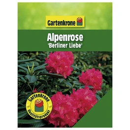 Alpenrose, Rhododendron hybride »Berliner Liebe«, rosa/pink, Höhe: 30 - 40 cm