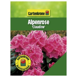 Alpenrose, Rhododendron hybride »Claudine«, rosa, Höhe: 30 - 40 cm