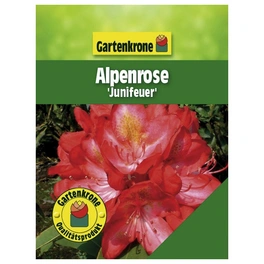 Alpenrose, Rhododendron hybride »Junifeuer«, rosa/pink, Höhe: 30 - 40 cm