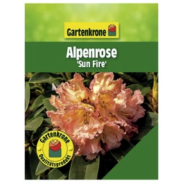 Alpenrose, Rhododendron hybride »Sun Fire«, orange, Höhe: 30 - 40 cm