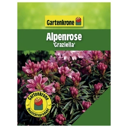 Alpenrose, Rhododendron ponticum »Graziella«, rosa/pink, Höhe: 25 - 30 cm