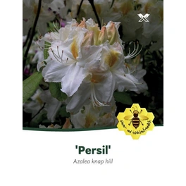 Azalee, Azalea knaphill »Persil«, weiß, Höhe: 40 - 50 cm