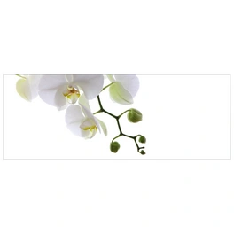 Badrückwand »Orchidee Phala«, BxH:120 cm x 45 cm, weiß