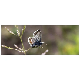 Badrückwand »Schmetterling«, BxH:120 cm x 45 cm, rosa