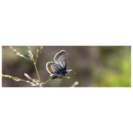Badrückwand »Schmetterling«, BxH:140 cm x 45 cm, rosa