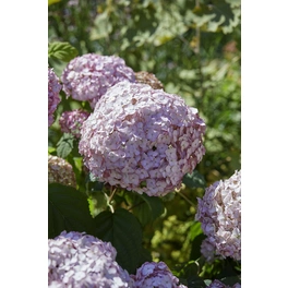 Ballhortensie, Hydrangea arborescens »Candybelle® Bubblegum«, Blüte: rosa