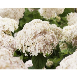Ballhortensie, Hydrangea arborescens »Candybelle® Marshmallow«, Blüte: lachsfarben