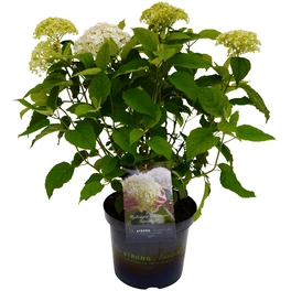 Ballhortensie, Hydrangea arborescens »Strong Annabelle ®«, Farbe: weiß