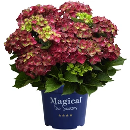 Ballhortensie Hydrangea macrophylla »Magical Four Seasons®«,