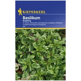 Basilikum basilicum Ocimum