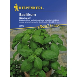 Basilikum , Ocimum basilicum, Max. Wuchshöhe: 50 cm