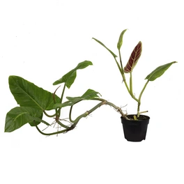 Baumfreund, Philodendron Subhastatum