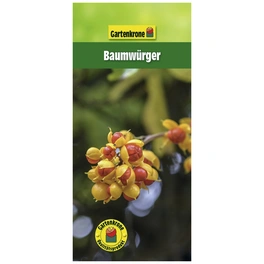 Baumwürger, Celastrus orbiculatus, Blätter: grün, Blüten: creme