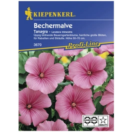 Bechermalve, Lavatera trimestris, Samen, Blüte: rosa