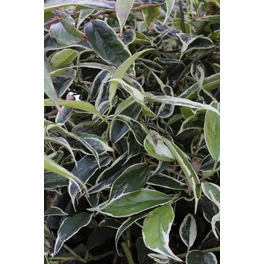 Beetpflanze , weiß, Höhe: 60 - 80 cm