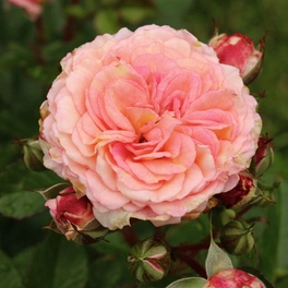 Beetrose, Rosa »Amaretto®«, Blüte: rosa, gefüllt