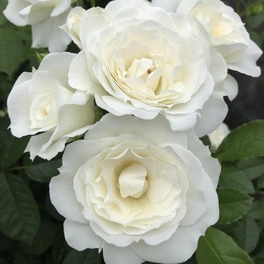 Beetrose, Rosa »Baby Schneewittchen®«, Blüte: weiß, halbgefüllt