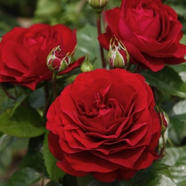 Beetrose, Rosa »Bordeaux®«, Blüte: rot, gefüllt
