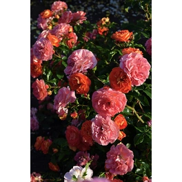 Beetrose, Rosa hybrida »Gebrüder Grimm«, max. Wuchshöhe: 80 cm