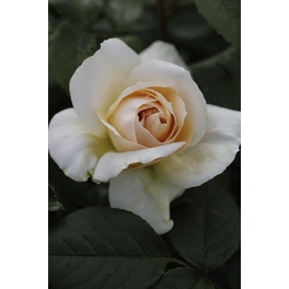 Beetrose, Rosa hybrida »Lions-Rose«, max. Wuchshöhe: 70 cm