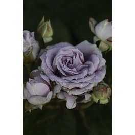 Beetrose, Rosa hybrida »Novalis«, max. Wuchshöhe: 150 cm