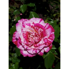 Beetrose, Rosa hybrida »Rock + Roll«, max. Wuchshöhe: 150 cm