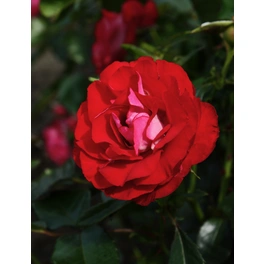 Beetrose, Rosa hybrida »Rose der Einheit«, max. Wuchshöhe: 70 cm