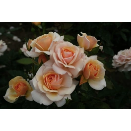 Beetrose, Rosa hybrida »Sweet Honey«, max. Wuchshöhe: 100 cm