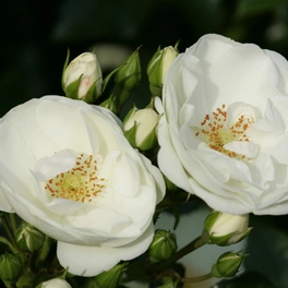 Beetrose, Rosa »Innocencia®«, Blüten: weiß