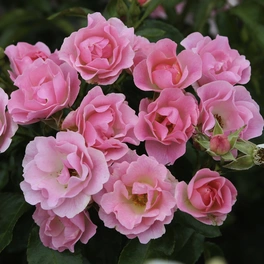 Beetrose, Rosa »Roselina®«, Blüte: zartrosa, leicht gefüllt