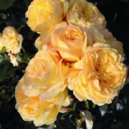 Beetrose, Rosa x hybrida »Lampion«, Blüte: gelb, gefüllt