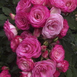 Beetrose, Rosa »Xenia®«, Blüte: rosa, gefüllt