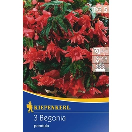 Begonia-Tuberhybrida »pendula rot«, 3 Stück