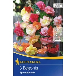 Begonia-Tuberhybrida »Splendide Mix«, 3 Stück
