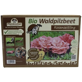 Bio Waldpilzbeet Rosenseitling, für den Garten