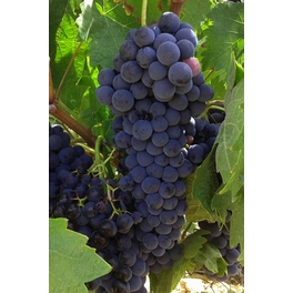 Blaue Weinrebe, Vitis vinifhera »Regent«, Frucht: blau, zum Verzehr geeignet