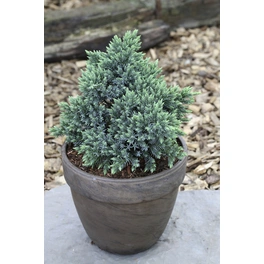 Blauer Kriech-Wacholder 'Blue Star', Juniperus squamata, immergrün